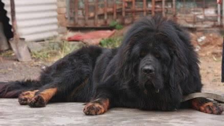  热议|藏獒发狂接连咬伤主人，主人无奈向警方求助，处理结果引人热议