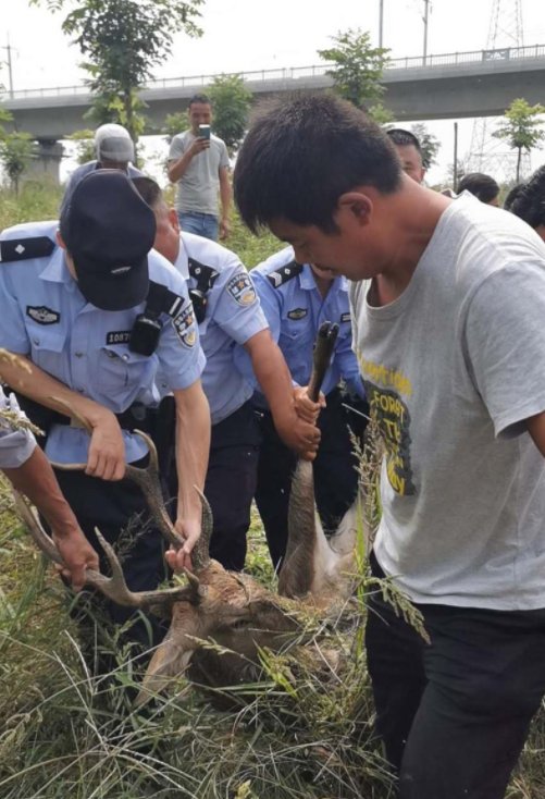 梅花鹿|农田里惊现梅花鹿,警力合力四小时才抓住