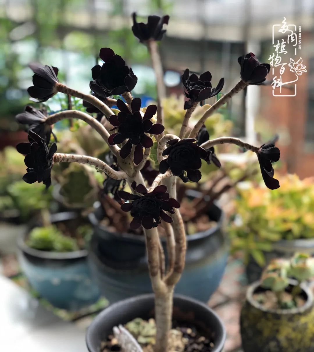  遇上|遇上多肉，遇上美好，情不知所起，一往而深！