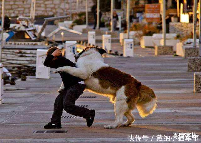  伤害|文明养狗，请不要让你的宝贝伤害到别人的宝贝