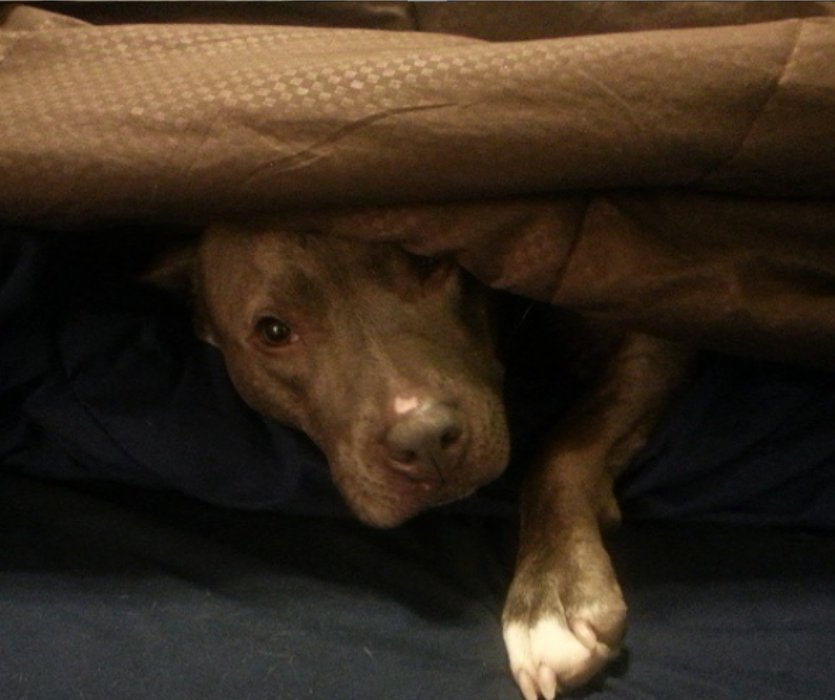 改过自新|男子有很多恶习,狗狗却帮助他改过自新,他们一起同甘共苦