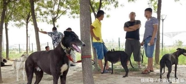 宠物|农村狗市流行什么狗?三种狗狗很受喜欢,价格也不贵