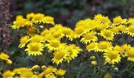 服用野菊花|野菊花有什么功效？