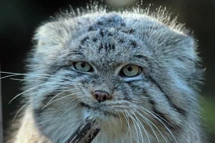  居住区|这种栖息于无人居住区的猫科动物，猫头鹰脸，表情丰富走红网络