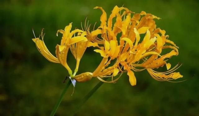  石蒜|申城公园石蒜花“乘风破浪”后，绽开笑颜进入花期