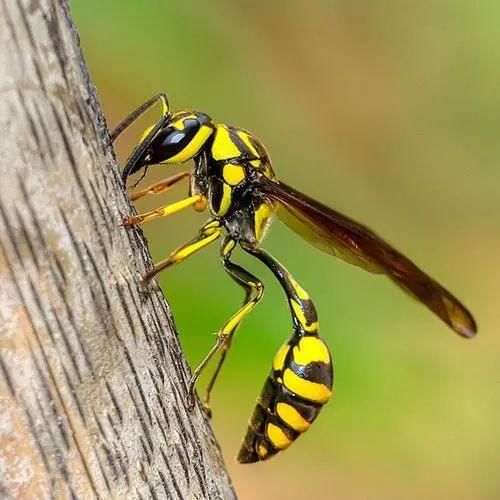  社会|【社会】为除蜂巢引发大火，直升机出动，赛马场让路