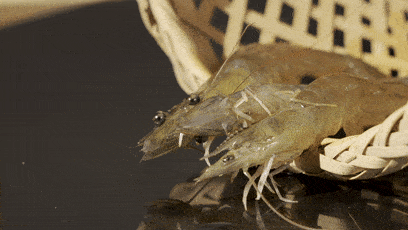 膏蟹|8月这些海鲜正当季!简单用蒜蓉蒸,只需3步,几分钟就能吃!