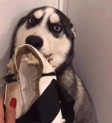  机场|网友把二哈留家里到机场接女友，然而回来后...差点就分手了！