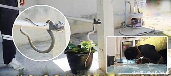  女童|误把眼镜蛇当作电线 4岁女童险被咬