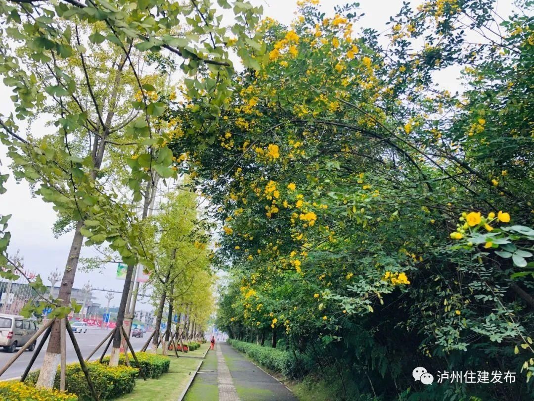 黄花|十月花事｜黄花槐盛情不衰点亮一城秋色