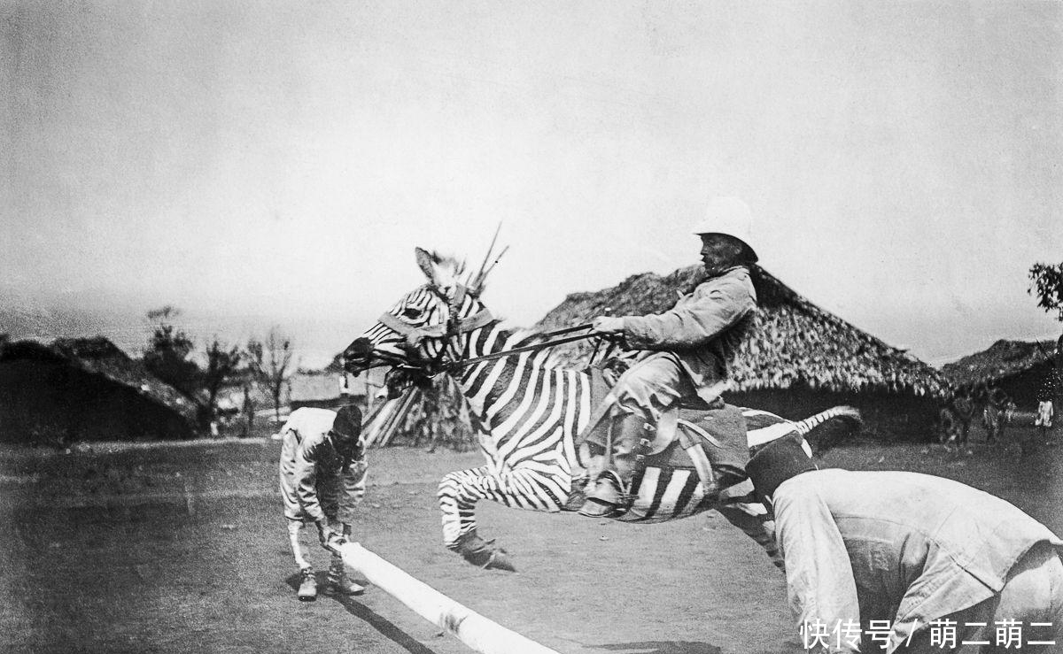 罗斯柴尔德|世界上多少烈马被驯服, 但斑马为什么难以驯化?