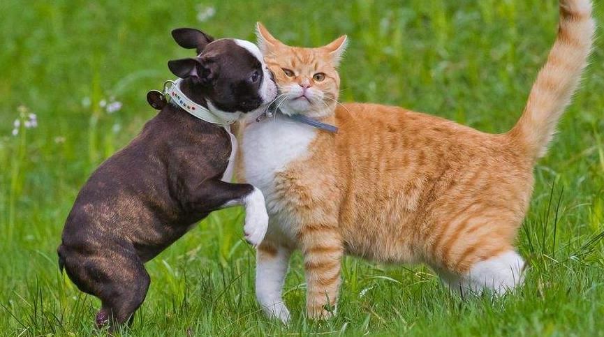 适合|8岁女孩大量掉发,医生提醒:这类人不适合撸猫撸狗