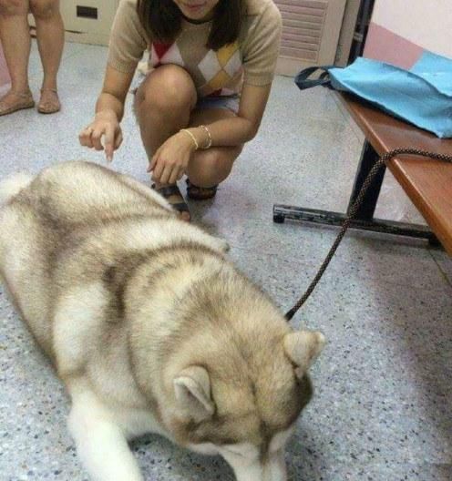  好养|二哈寄养奶奶家，铲屎官去领狗时笑了，奶奶：笑什么比孙子都好养