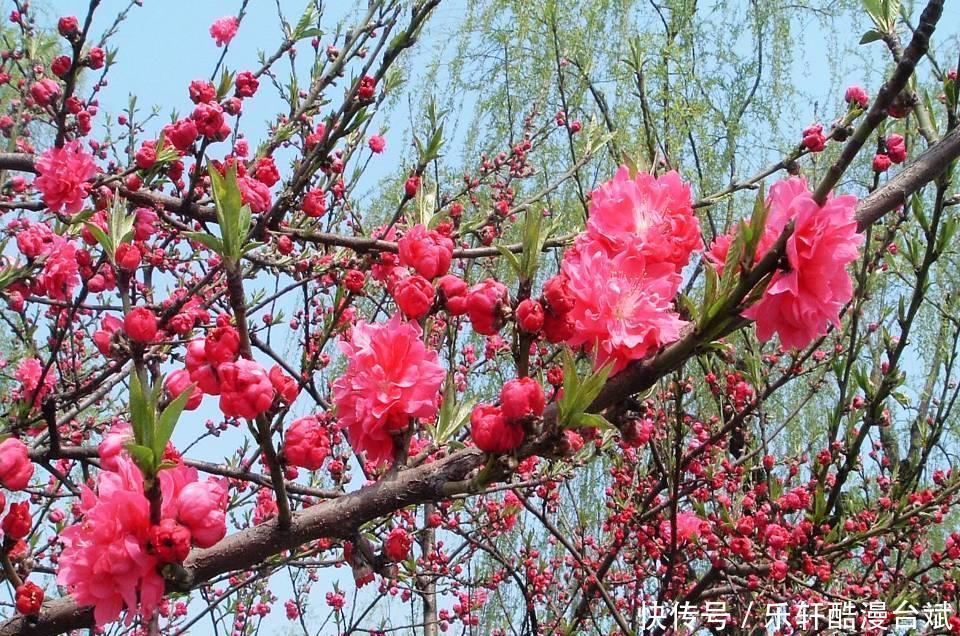 生肖狗|最近半年起,财运有机遇,贵人指点,手捧聚宝盆的生肖,名利双收
