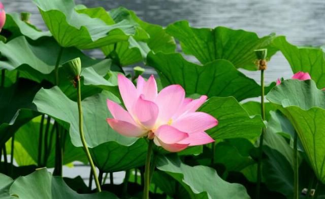  广进|7月尾工作畅通无阻，运势走出低谷，钱财广进，名声大噪的生肖