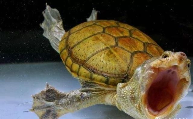  适合|总有一款蛋龟适合你！