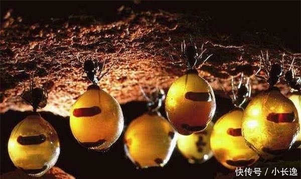 蚂蚁|这种蚂蚁很贪吃,自己喝蜜水把肚子吃成球,被当地人当零食生吃