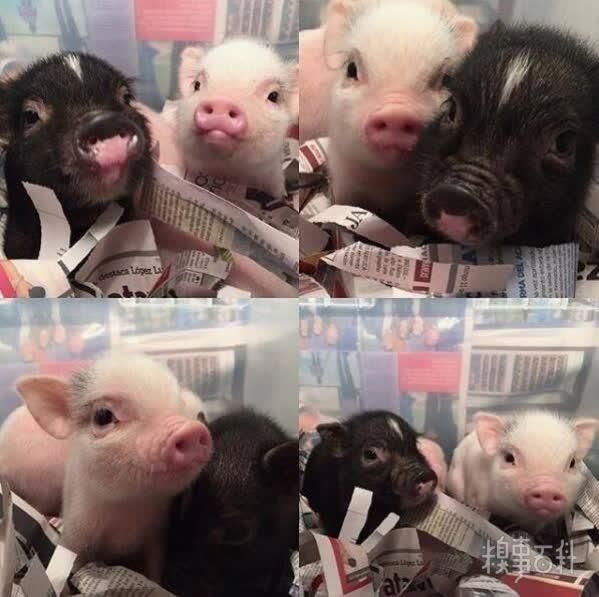  男朋友|天呐！！你和你男朋友的大量私密照和开房照被曝光了！！