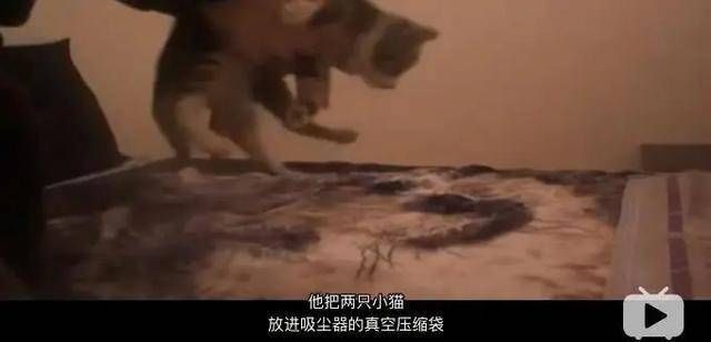 虐杀|大学生残忍虐猫：我家有钱我牛B！被退学后仍旧直播虐杀猫
