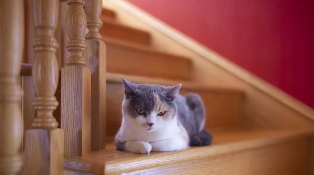  多变环境|多变的环境会让猫压力大