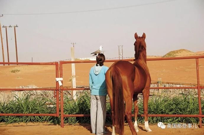  沙漠|霓虹妹子嫁到阿联酋，在5万平米的沙漠＂后院＂里养猫养骆驼?!