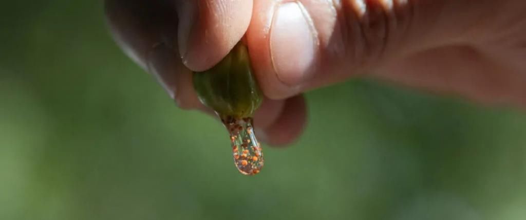  鼻涕|掠食者日志 | 560_可以吸的鼻涕果