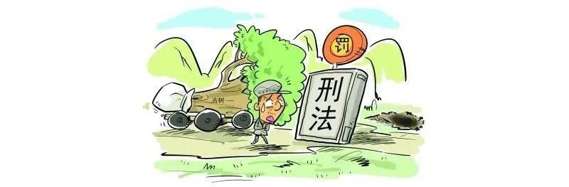  木材|现实版“光头强”9次非法收购、运输木材，获刑两年并处罚金42600元