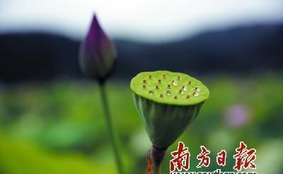  荷花|映日荷花别样红 夏日炎炎送清凉