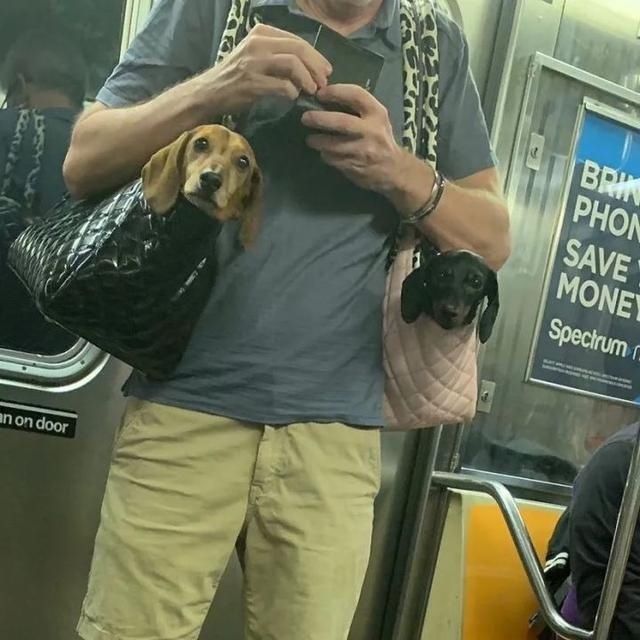  乘坐|美国人怎么喜欢带着宠物猫狗乘坐地铁？爱猫狗人士慎点