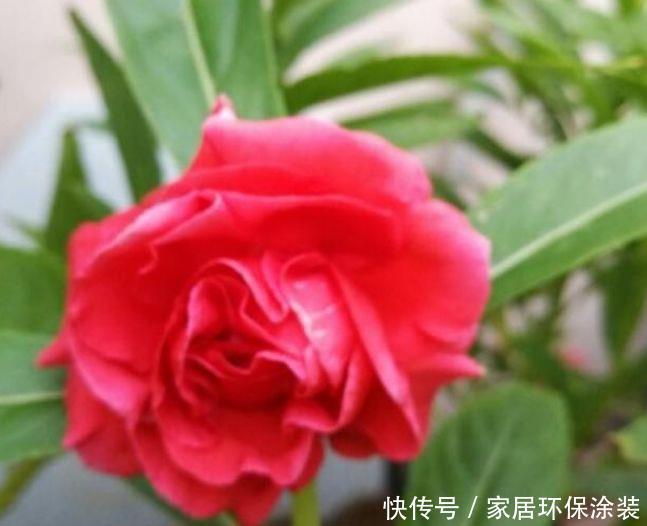 财运|自带福运的4种花,开花漂亮财运来,盛开时繁花似锦