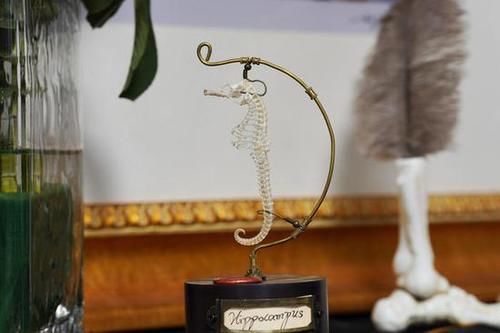  MACRO|“经典”的长焦微距 适马105mm F2.8 DG DN MACRO | Art评测