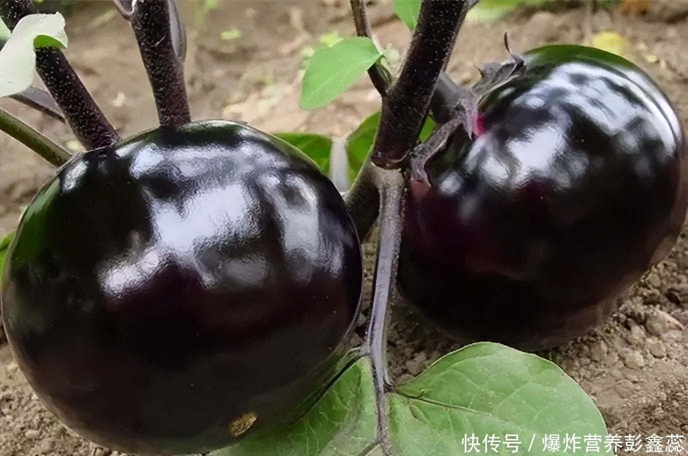 紫色茄子的营养价值及功效与作用(常吃紫色茄子的人，对人体有多种好处，但这2个食用禁忌要避免)