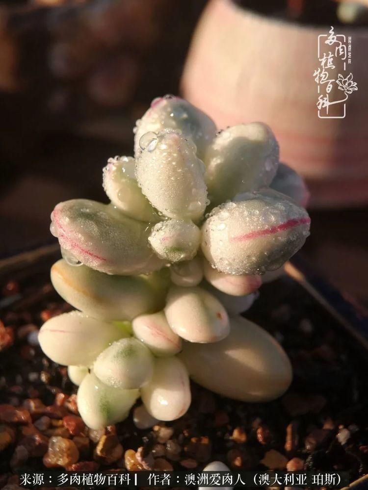 血放|多肉让你把血放，文玩掏空你家当，你要在哪个坑里乘风破浪？