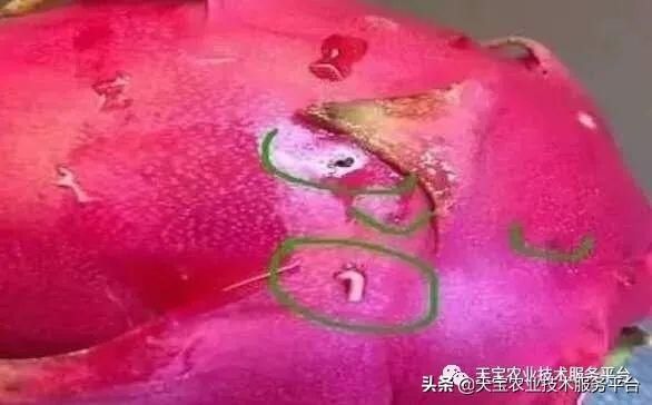 虫害|火龙果常见虫害高清图谱