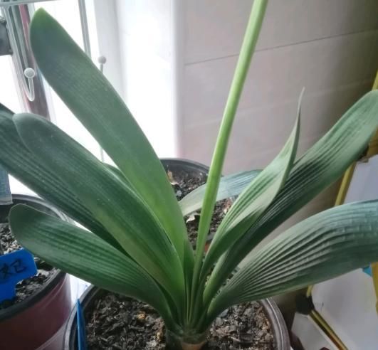  品种|君子兰被卖到“天价”，原因有4点，不懂就看，能带给你惊喜