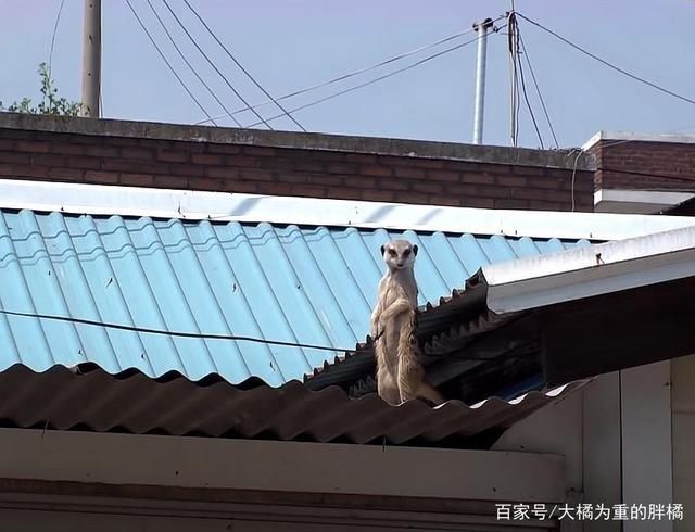  对猫鼬|猫鼬老爱捣乱，却怕主人用“亲吻”惩罚它，对门发呆时猫咪准会来