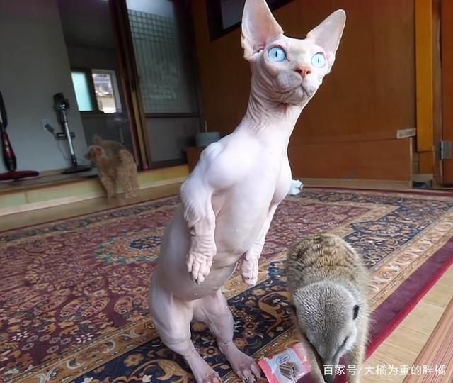  对猫鼬|猫鼬老爱捣乱，却怕主人用“亲吻”惩罚它，对门发呆时猫咪准会来