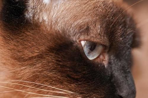  MACRO|“经典”的长焦微距 适马105mm F2.8 DG DN MACRO | Art评测