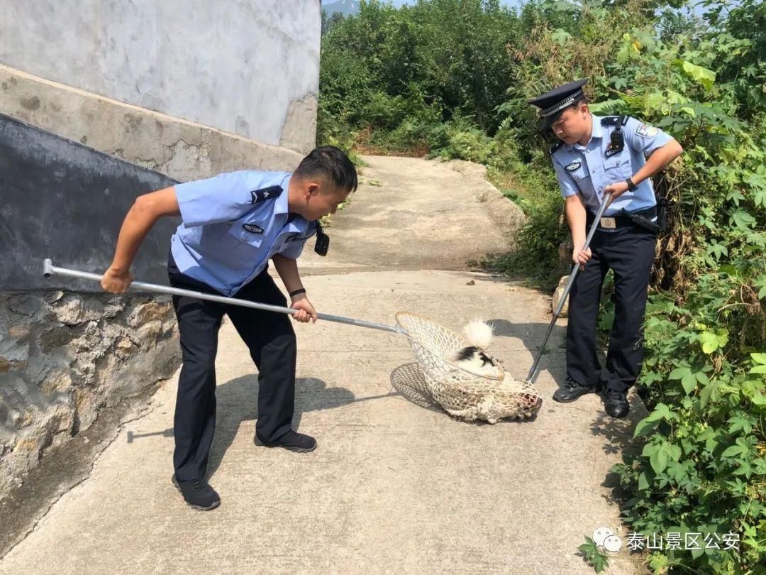 养犬行为|景区：整治“不文明养犬”景区分局一直在行动