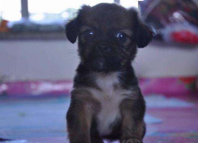  选择|看到别人把两只狗从车上扔掉，她选择这样做...