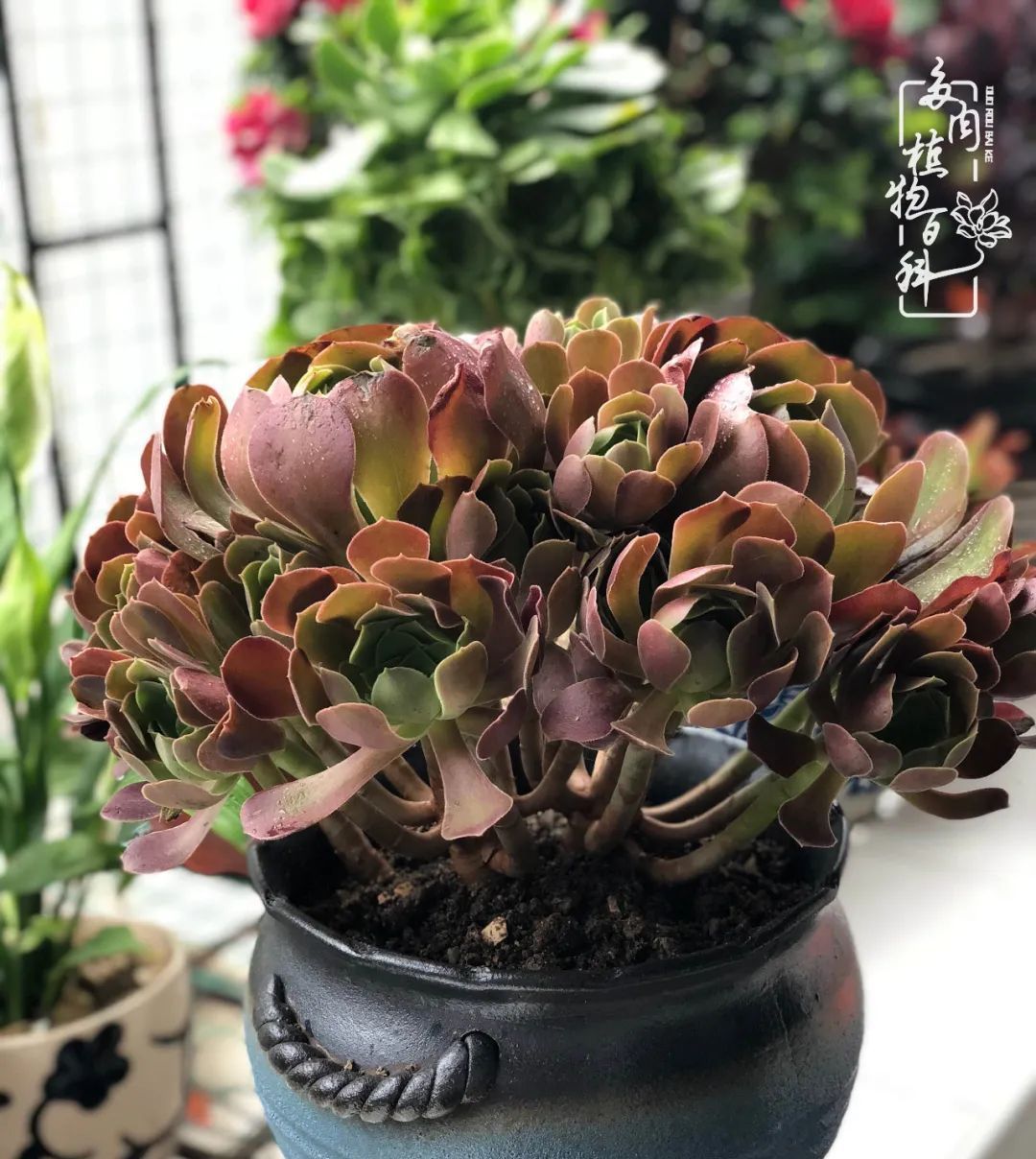  遇上|遇上多肉，遇上美好，情不知所起，一往而深！