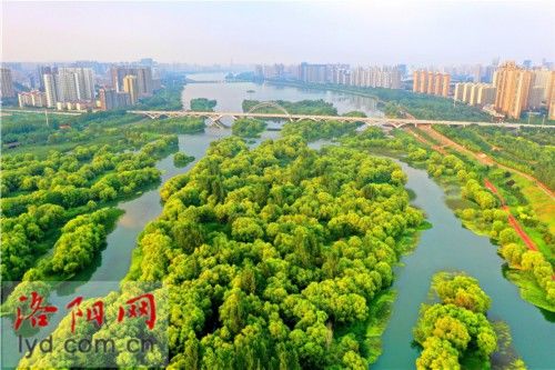 风景|湿地、绿岛、水鸟……洛河市区段绿色生态风景美