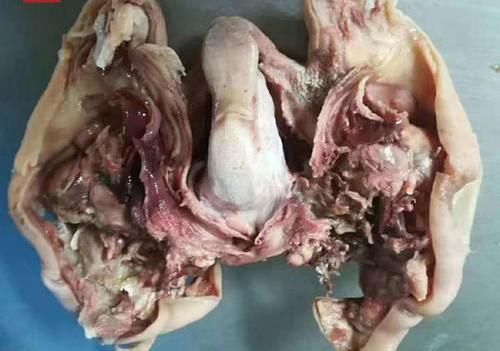 京城|从“羊头马”到“爆肚宛”，京城一绝名小吃“白水羊头”险失传！