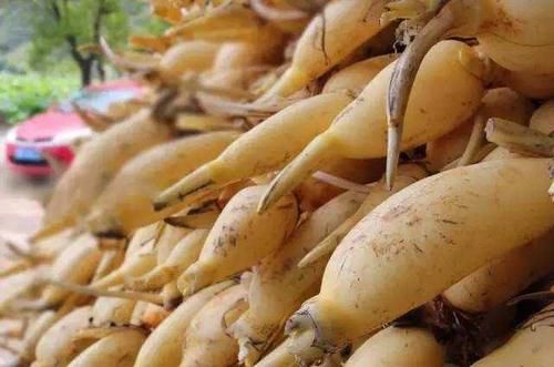  七孔莲|买莲藕时，要分清“七孔”和“九孔”，多数人买错，怪不得口感差