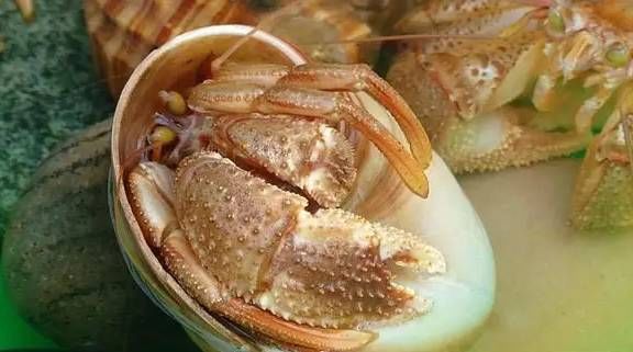 今日|今日开海!这84种海鲜,你都认识吗?你真的会吃海鲜吗?