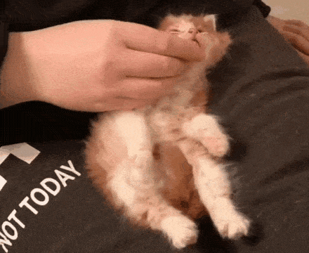  捡回|散养猫捡回三只小奶猫，主人都愣了：你不是已经绝育了吗