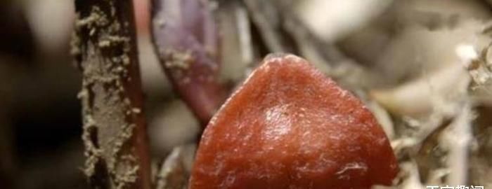 世界|世界上最甜的水果，没有人敢直接吃，糖度是糖的3万倍