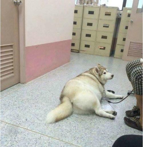  好养|二哈寄养奶奶家，铲屎官去领狗时笑了，奶奶：笑什么比孙子都好养