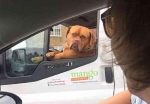  超酷|超酷比特犬当主人的保镖，路人从旁经过眼都直了：赶紧走不敢惹