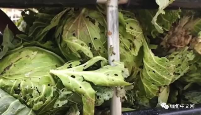 受疫情影响|疫情封锁菜农销路，缅甸掸邦花菜卖不出去只能烂在地里...
